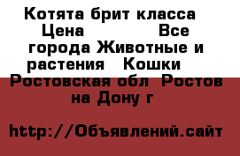 Котята брит класса › Цена ­ 20 000 - Все города Животные и растения » Кошки   . Ростовская обл.,Ростов-на-Дону г.